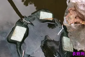 鱼塘放黄鳝鱼笼，用鸡内脏做诱饵，不知道管不管用？