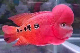 精品罗汉鱼欣赏视频封面