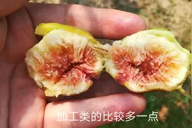 布兰瑞克无花果口感到底怎么样？想种植无花果得要清楚