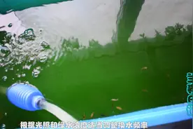 兰寿金鱼鱼苗有这样一种饲养方法 叫“菠菜汤育苗法” 鱼苗蹭蹭长