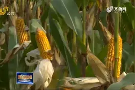 聊城：867.5公斤 籽粒机收提升玉米亩产新纪录视频封面