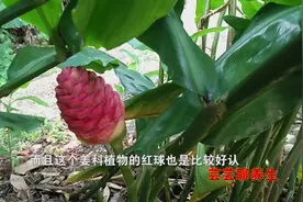红球姜以根茎入药，活血祛瘀、行气止痛，主治肝气郁滞