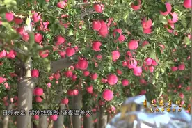 初义苹果庄园所在地---延安宜川
红富士苹果的栽培优势得天独厚