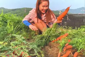 见过最大的胡萝卜有多大视频封面