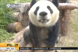 10只大熊猫组团在南京安家，正式落户汤山紫清湖野生动物世界