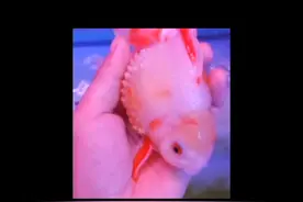 一篇治疗金鱼炸鳞的教程