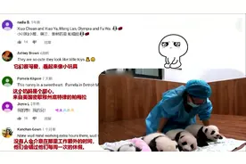 外国网友评论中国熊猫幼崽崽：可爱已超载，我无法处理这个！视频封面