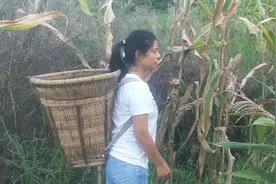 四川巴中：山区拱猪泛滥，整块玉米地被糟蹋了，种子都收不回来视频封面