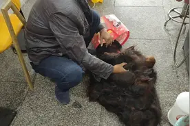 扫了几个月的碎头发，今天把它全部卖了，90块1斤卖掉亏不亏视频封面