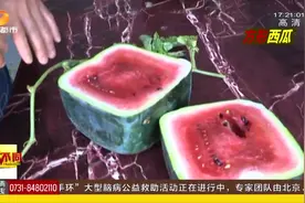 凭借“高颜值”成为夏日的网红礼品，方形西瓜当之无愧！