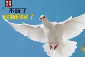 参加阅兵的“兵鸽鸽”回家啦！