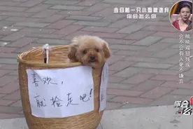 双腿残疾的小狗被遗弃，路人本想领养发现残疾又放了回去视频封面