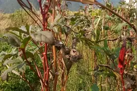 几块一斤的蔬菜，加工后一斤能卖几百块，农民还舍不得卖。视频封面