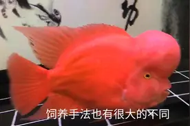 罗汉鱼里互动性最好的红马罗汉鱼原来需要这样饲养视频封面