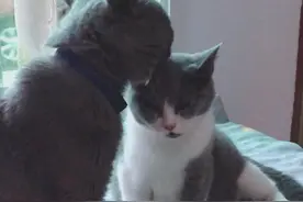 在母猫临产前，公猫的表现让人看到泪目！男人女人看后都诉委屈，视频封面