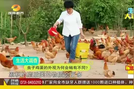 “虫子鸡蛋”真的比普通鸡蛋更有营养？来看看专家怎么说