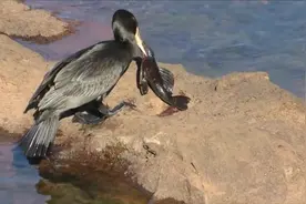 有种鱼宁愿杀死也不能放生，你看看也不知道是谁放生的，吃不了视频封面