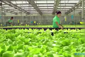 北京约2300万人口，如何满足每天将近2万吨的新鲜蔬菜供应呢？视频封面