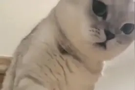 喵星人闻到了女主人身上有别的猫味，气得把主人一顿凶