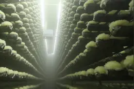 知道我们吃的银耳是怎么种植的吗？好科技哦视频封面