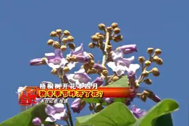 街头梧桐树开花突然开放，花期本该在四月，为啥秋冬季节开花？视频封面
