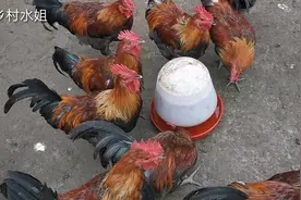 水姐夫经常用醋兑水喂鸡，不仅有效预防鸡的肠道疾病，还可以治疗