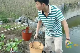 农村小伙用古老的方法挑水浇菜 ， 浇水过程累且快乐着视频封面