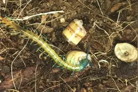 这蜈蚣怎么这个颜色，不知道毒性怎么样，居然吃素视频封面