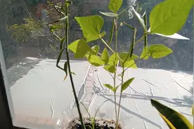 自媒体新手压力大，在家养野花放松，为省时买一大袋小菜煮面吃