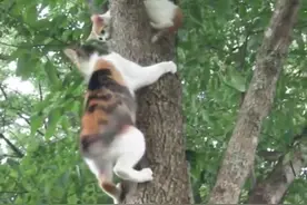 小猫被卡在树上下不来，猫妈妈赶紧爬上去救它