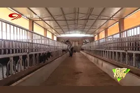 一头羊的体重到底是多少？7个月大的公羊，就达到60斤左右