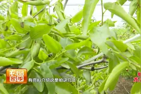 壮壮帮忙：冬枣苦痘病是怎么回事？视频封面