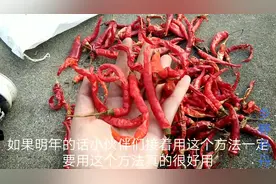 你们晒的红辣椒会发白么？农村媳妇教你如何晒辣椒，一定要学！