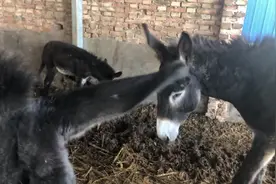 关中倔驴体型大，不易生病，好饲养，经济效益高，来看下这倔驴