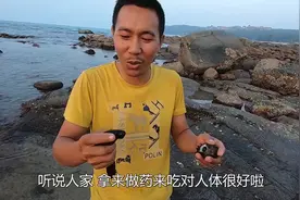 阿滨趁大退潮去赶海，捡到一个黑黑长长的怪东西，说是海参视频封面