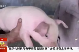 身价暴涨！30斤的小猪仔售价1500，养猪户：60多年来头一回见视频封面