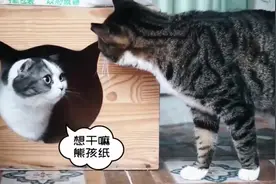 猫咪吵架怎么解决，吃个饭就好了