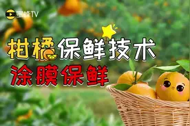 柑橘采摘后，可以这样进行储存，保鲜长达三个月视频封面