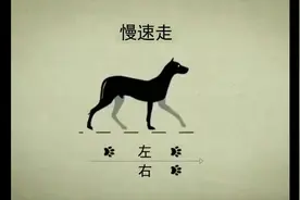 狗狗的4条腿是怎么协调的？这个困扰我几十年的问题终于有了答案