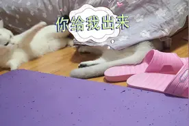 小猫调皮招惹大猫，惹怒大猫后被按在地上蹂躏，小猫：哥，我错了