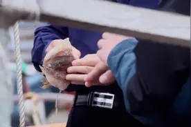 乌贼骨——肿瘤止血良药