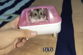 小伙解答粉丝的问题，仓鼠会咬人吗？被仓鼠咬了要去医院吗？？？