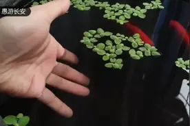 降温后兰寿金鱼头瘤出现白色分泌物，要区分于白点，打粉和水霉等