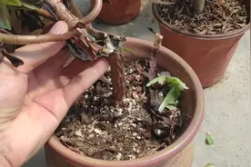 法师植物掉叶子，干枯，徒长，听刚哥怎么说？视频封面