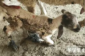 为何刀郎羊能被炒得那么贵?没点优势能行吗!用他杂交杜泊都比不过