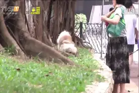 广州养犬条例修订草案 犬只不牵绳伤人 或没收犬只并罚一万元