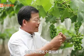 这个时间点拆袋，巨峰葡萄提前上市、分批上市，还能促进转色！