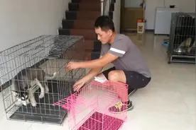 外地买狗怎么送过去呢？养犬小伙带你了解宠物托运的过程。视频封面