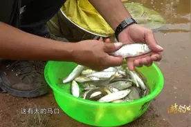 这地方马口资源真丰富，一会就钓了这么多