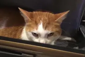 猫咪霸占行李箱：铲屎官你又要走了，不带上我你就别出门了！视频封面